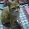 猫飼ってて苦労すること