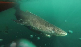 約400歳のサメが見つかる!脊椎動物で最も長寿 北大西洋に生息する“世界一のろい魚”ニシオンデンザメ
