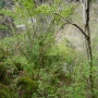 ★興津川　渓流釣果（４月２６日）　リハビリ★