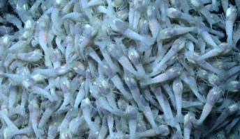 【生物】熱水噴出口付近に生息する深海エビ 地球外生命体の鍵を握る?NASA