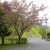 山梨県 奈良田の桜 2012