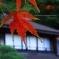 紅葉を見に横浜三景園へ