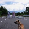 冠水とぴんた