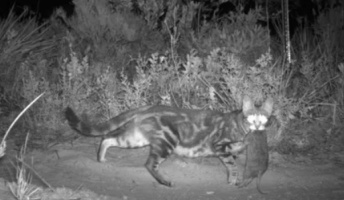 オーストラリア政府、カンガルー肉の毒入りソーセージを空中からばらまいて野良猫200万匹を殺処分へ【捕鯨反対の国】