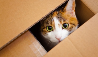 感動する猫のコピペで打線組んだww