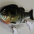 ウェブメンバー限定のギル!