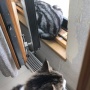 窓辺は猫の大好きな場所～♪