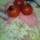 ���餳���ѥ��åƥ�
