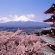 【画像有】桜はなぜ1週間しか仕事をしないのか…福岡で開花