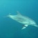 イルカがいっぱい御蔵島