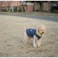 今日のシナモン