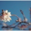 初桜