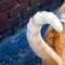 猫の尻尾部分