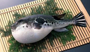 毒蛇・蜂「身を守るために毒使うで」←分かる