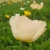 世羅高原のお花