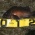 Seabass 27
