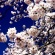 【画像有】桜はなぜ1週間しか仕事をしないのか…福岡で開花