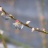 みずひき草、みずたま草に