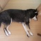 一 番 か わ い い 犬 は 柴 犬