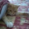 猫飼ってて苦労すること