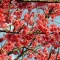 全国へ沖縄の「桜」送る