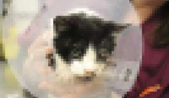 猫に九生あり!早すぎた埋葬 死んだはずの猫が5日後、墓から蘇る