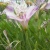 世羅高原のお花