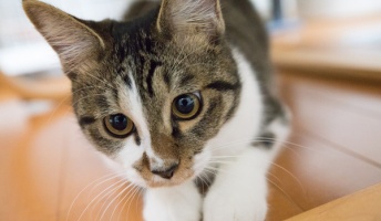 子猫拾って144日目。床暖房にご満悦の愛娘にホッコリしながらスレを建てる