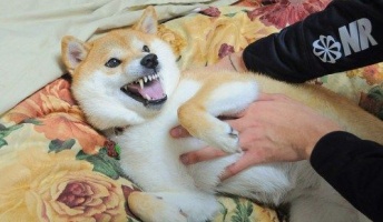 【柴犬】怒った顔なのにカワイイと思うのはなぜなのか?