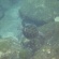 イルカがいっぱい御蔵島