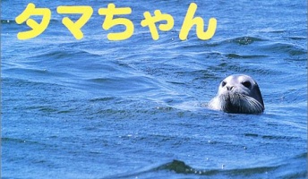 【ハリポタ】あの頃は若かった。今から15年前(2002年)の流行がこちら【タマちゃん】