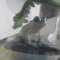 トノサマガエルみたいなアマガエル