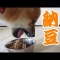 納豆ご飯の粘りと闘う柴犬まめ