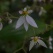 庭の花 「ユキノシタ」