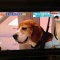 検疫探知犬ビーグル