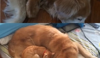 猫の今昔画像貼る