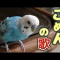 インコが作った替え歌 【ゴメンの歌】