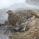 立山、雪の大谷と雷鳥を見てきた。