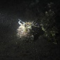 夜間潜り