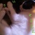 猫飼いがまた一人(* ̄∇ ̄*)
