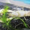 水草を食べるホワイトザリガニ