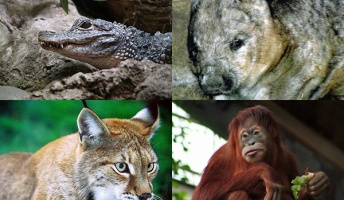 大量絶滅まで待ったなし!?今後、100年以内に生物種の75%が消える…
