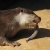 みさき公園　シャイニーズ・エンジェルズ