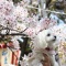 まるちゃんと桜祭り♪ @ 大阪市 高津宮