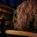 【画像有】桜はなぜ1週間しか仕事をしないのか…福岡で開花