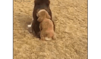 このgif見て笑わないやつ0人説wwwwwwwwwwwwww