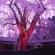 【画像有】桜はなぜ1週間しか仕事をしないのか…福岡で開花