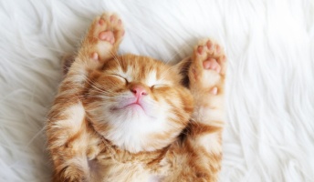 【衝撃】猫が「ニャー」と鳴く意外な理由がこちらwwwwwwwww