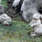 クロガネモチ・モッコク（ 小枝邸 ８）