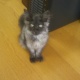 侵入社員(猫?)のハッピーです!